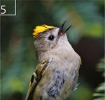 5 Wesentlich seltener hört man das hohe Zwitschern des Wintergoldhähnchens.