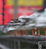 8 Die „Mitmachmöwen“ sind ein weiteres Projekt Herrmanns.