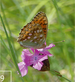 9 Der Große Perlmuttfalter profitiert vom neuen Blütenangebot.