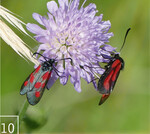 10 Auch verschiedene Blutströpfchen (Zygaena viciae undpurpuralis ) sind hier zu entdecken.