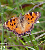 12 Der Große Fuchs bevorzugt lichte Wälder und Waldränder.