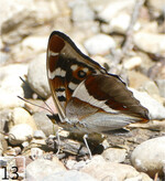 13 Mit geschlossenen Flügeln verbirgt der Große Schillerfalter seine Farbenpracht.