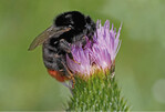 Erdhummel