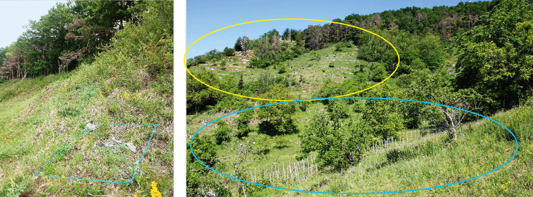 Abb.�6: Imaginal- und Larvalhabitat im NSG Hirschauer Berg. Larvalhabtiate befinden sich oft in Offenbodenreichen und stark besonnten Mikrohabitaten (blau markierte 1m� Probefl�che im linken Foto). Imagines fliegen auch in st�rker versaumten Bereichen, wie der im rechten Foto blau markierten unteren Hanglage, w�hrend sich die Larvalhabitate in den exponiertesten Steillagen befinden (gelb markierter Bereich).