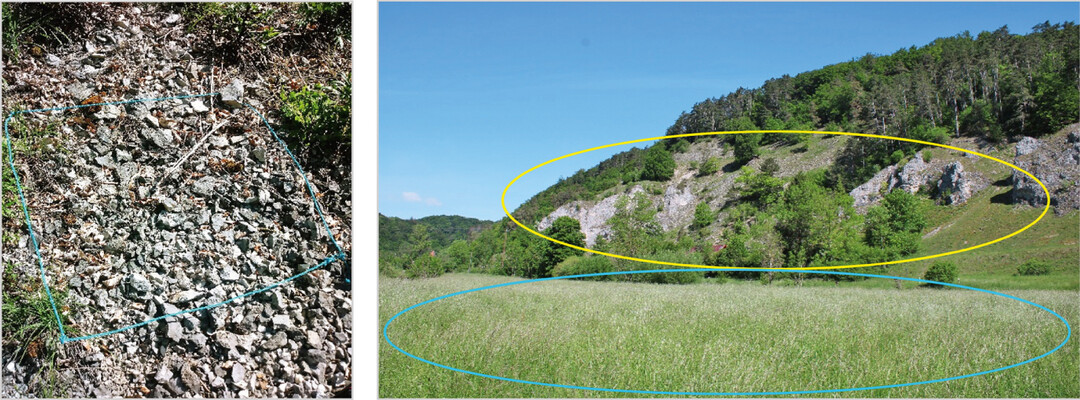 Abb.�7: Imaginal- und Larvalhabitat im NSG Kleines Lautertal. Im Kleinen Lautertal finden sich die Eiablagestellen in Schuttbereichen, die von l�ckiger Vegetation durchsetzt sind (linkes Foto). Imagines nutzen die insektenreichen Talwiesen zur Jagd (blauer Bereich im rechten Foto), w�hrend die Larvalhabitate in den rohbodenreichen Steilh�ngen (gelber Bereich) zu finden sind.