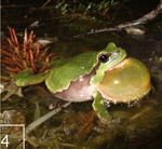 4 Der Laubfrosch fühlt sich in den Gewässern wohl.