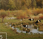 5 Rinder halten die Gewässer offen und sorgen mit Tritt, Verbiss und mehr für neue Habitatvielfalt.