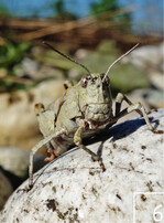 6 In trockeneren Bereichen lebt die Blauflügelige Ödlandschrecke.