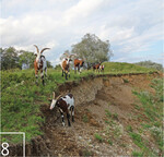 8 Die Ziegen lassen mit ihrem Tritt an der Abbruchkante ideale Wildbienenhabitate entstehen.