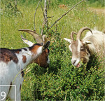 9 Gehölze verbeißen die Tiere intensiv. Wo ihr Verbiss nicht ausreicht, wird bei Bedarf nachgepflegt.