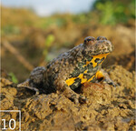 10 Gelbbauchunken profitieren von den neu angelegten Gewässern.