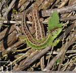 11 Zauneidechsen sonnen sich auf einem der Geäst-Haufen.
