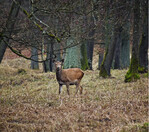 Rothirsch am Waldrand