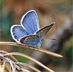2) Der Argusbläuling kommt in den trockeneren Bereichen des Otternhagener Moors vor.