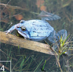4) Der Moorfrosch profitiert von den wiedervernässten Bereichen.