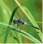 <strong>Abb. 1: </strong>Die Östliche Moosjungfer (Leucorrhinia albifrons ): Nach ihrem Erstfund für das Bundesland im Jahr 2013 hat sie sich nunmehr in Rheinland-Pfalz angesiedelt. After its first discovery in the federal state of Rhineland-Palatinate in the 2013 the Dark Whiteface ( Leucorrhinia albifrons) has meanwhile become established.