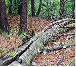 Totholz bietet Lebensräume für verschiedene Pilze, Insekten und viele weitere Arten.