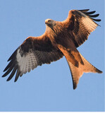 Abb. 2: Für den Rotmilan hat Thüringen eine hohe Verantwortung. Nahezu 5 % des weltweiten Bestandes kommen hier vor. The Federal State of Thuringia has a high responsibility for the red kite. Nearly 5 % of the global population are occurring in Thuringia.