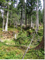 <strong>Abb. 1: </strong>Maßnahme Nutzungsverzicht: Erhaltungsfläche im Biodiversitätsprojekt Ammergebirge. Measure “non-utilization“: Area of preservation in the biodiversity project “Ammergebirge“.