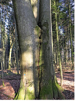 <strong>Abb. 2: </strong>Maßnahme Biotopbaum: hohler, fast 200 Jahre alter Buchenzwiesel mit einem Brusthöhendurchmesser von 1,46 m im Waldbetrieb Eichelberg.Measure “micro-habitat tree“: hollow beech tree, nearly 200 years old, with a diameter at breast height of 1.46 m in the forestry Eichelberg.