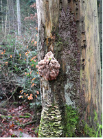 <strong>Abb. 3: </strong>Maßnahme Totholz: mit Baumpilzen (u. a. Tannenstachelbart Hericium flagellum ) besiedelte Tanne. © Peter Langhammer Measure “deadwood“: fir tree colonised by tree fungi, such as Hericium flagellum.