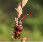 <strong>Abb. 4: </strong>Urwaldreliktart ( Eckelt et. al. 2018) Breitschulterbock (Akimerus schaefferi ) im Mittelwald Stadt Bad Windsheim. The beetle species Akimerus schaefferi – a relic of primeval forests in a coppice with standards of the town Bad Windsheim.