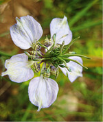 Abb. 4: Nach drei Jahrzehnten wieder in Bayern heimisch: Der Acker-Schwarzkümmel (Nigella arvensis ) wurde 2014 auf einem VNP-Acker wiederentdeckt. After three decades again native to Bavaria: Nigella arvensis on an arable field of the CBCP.