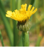 <strong>Abb. 5: </strong>Der Lämmersalat (Arnoseris minima ), der typischerweise auf sandigen Ackerböden wächst, ist nach 40 Jahren erstmals wieder im Landkreis Rhön-Grabfeld erblüht. After 40 years Arnoseris minima, typically growing on sandy arable soils, has flowered again in the County Rhön-Grabfeld.