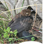 Für Amseln endet eine Infektion mit dem Virus tödlich.