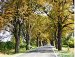 Abb. 1 : Allee aus Rosskastanien(Aesculus hippocastanum) im Landkreis Barnim.