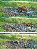Abb. 7 : Schalenwild (Rothirsch und Wildschweine) an einer Suhle in der Jagdruhezone am Ostufer der Müritz.