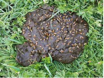 Abb. 1: Gelbe Dungfliegen (Scathophaga stercoraria ) auf Kuhfladen. 