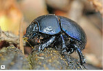 Abb. 5: Gemeiner Waldmistkäfer (Anoplotrupes stercorosus ). © Dieter Haas