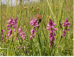 6 Die Schopfige Kreuzblume (Polygala comosa) ist auf den Probeflächen der mageren Standorte zu finden.