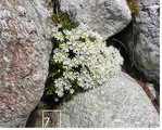 7 Das Einblütige Hornkraut (Cerastium uniflorum) kommt auf Pionierrasen und in Felsspalten vor.