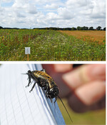 Durch Blühstreifen (Bild oben) sollen Insekten gefördert und die Biodiversität stabilisiert werden. Simuliert werden kann das im Portal (Bild unten).