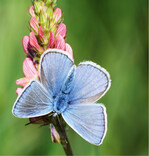 Nur wenige Tagfalter profitieren von Natura-2000-Schutzgebieten.