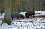 Wildschweinrotte im Schnee