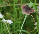 Bei geeigneter Pflege finden Insekten am Wegrand Nahrungshabitate.