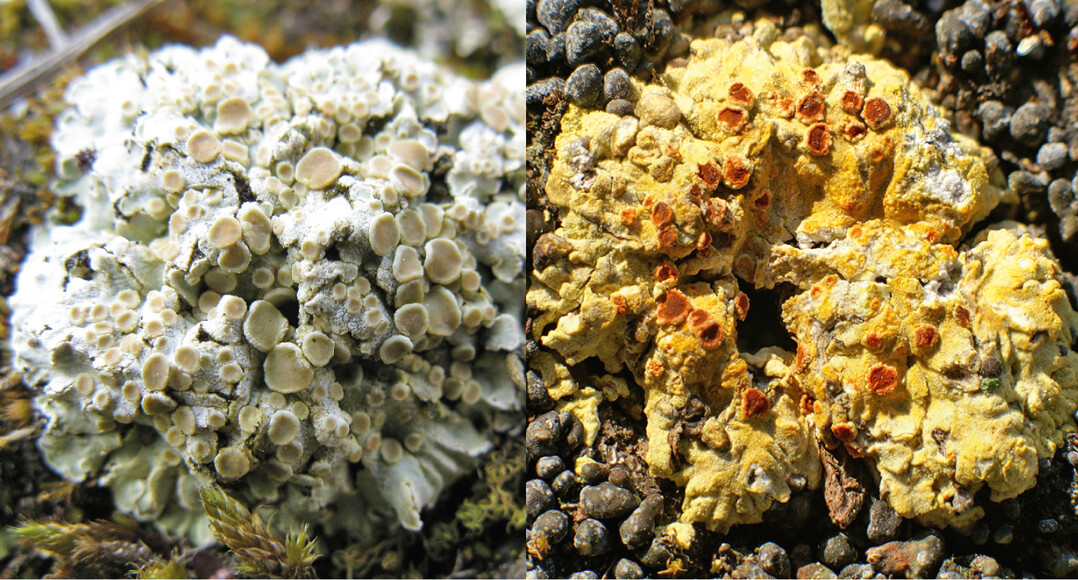 Abb. 9: Squamarina lentigera (links) undFulgensia fulgens (rechts) mit Apothecien.