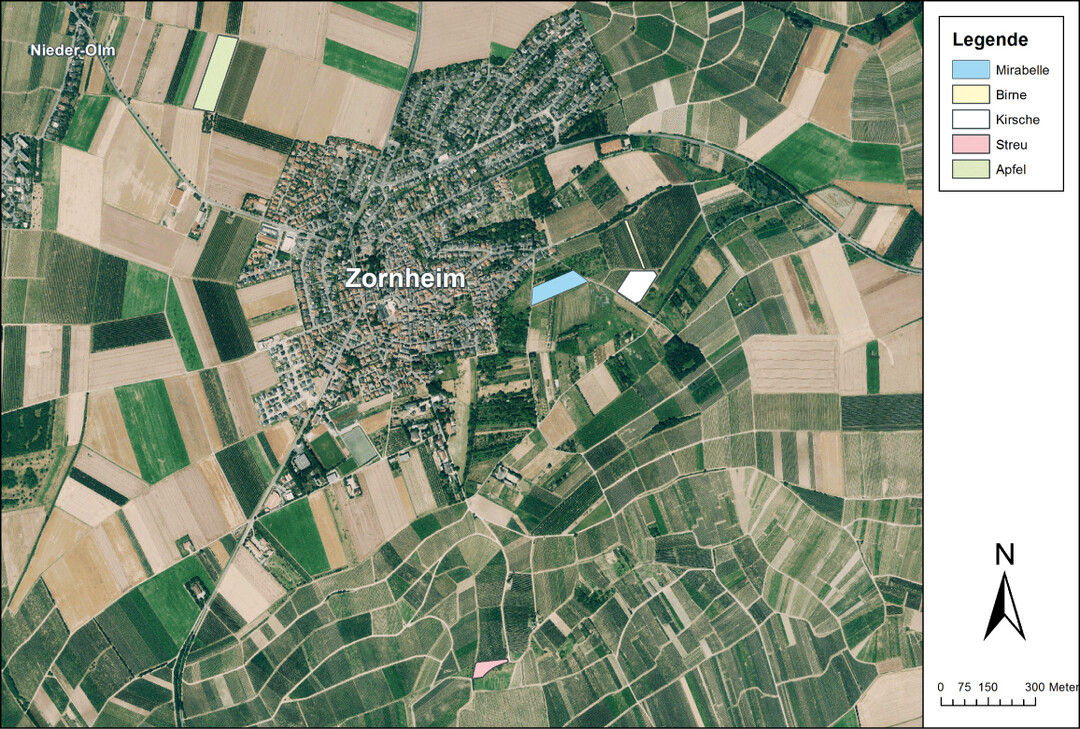 Abb. 1: Luftbild Zornheim, Untersuchungsflächen farbig markiert.