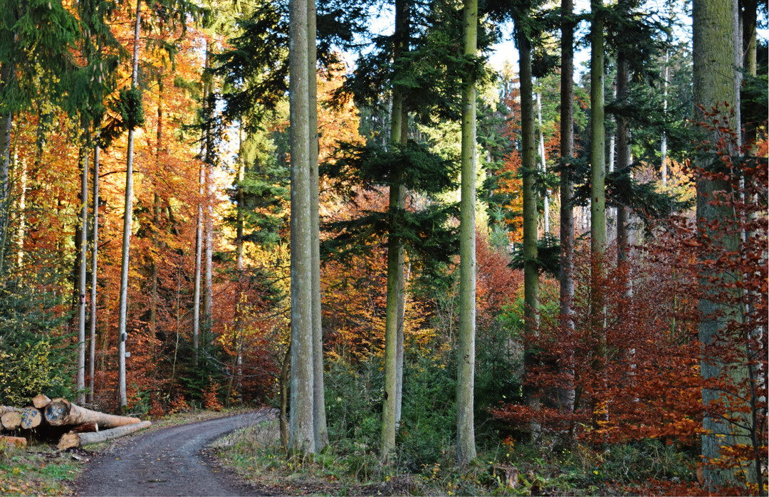 Der Ausbau von naturnahen Waldwegen stellt einen Eingriff im Sinne des Bundesnaturschutzgesetzes dar.