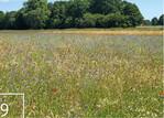 9 Ein Jahr nach der Renaturierung: Wo einst artenarmes Grünland vorherrschte, blüht es nun.
