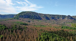 Waldschäden in der Sächsischen Schweiz