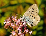 Abb. 1: Ameisenbläuling (Maculinea arion ) auf Echtem Dost (Origanum vulgare ) am 18.07.2010 im Steinbruch Höneberg bei Blankenheim/Eifel