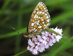 Abb. 3: Randring-Perlmutterfalter (Boloria eunomia ) auf Schlangenknöterich (Polygonum bistorta ) am 29.05.2011 im Haubachtal bei Blankenheim/Eifel