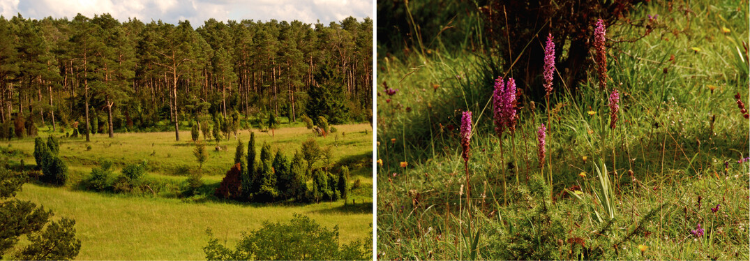  Abb. 2: Ehemaliges Vorkommensgebiet vonMaculinea arion im Bereich des Steinbruchs Hneberg bei Blankenheim/Eifel. Hier ist das langjhrige Vorkommen des Ameisenblulings circa 2010 erloschen, vermutlich wegen der gleichmig zugewachsenen Grasflchen zwischen den Wacholderbschen (Bild links). Die pflanzensoziologische Zusammensetzung der Trockenrasen dieses Lebensraumtyps hat sich nicht verndert (im rechten Bild ist Dichtbltige Hndelwurz Gymnadenia densiflora  zu erkennen). Aber die Vegetation ist so dicht geworden wie sie Jahrzehnte vorher nie war. 