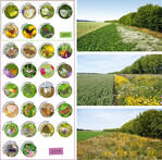 Abb. 4: Tagfalter und Widderchen. Entwicklung der Artenzahlen auf dem Blühstreifen M04 vom Anlagejahr 2015 (grün umgrenzt) bis zum Jahr 2018 (violett umgrenzt).