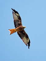 Der Rotmilan ist die wohl am stärksten windkraftgefährdete Vogelart.