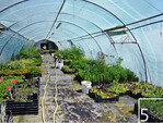 5 In den Folientunneln werden die Jungpflanzen optimal versorgt.